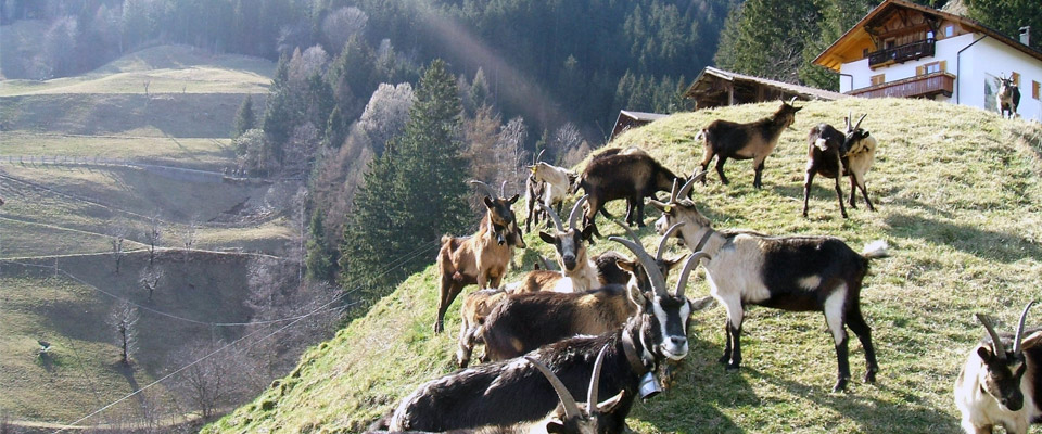 Ausblick Schönleithof